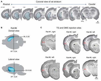 Anatomical Inputs From the Sensory and Value Structures to the Tail of the Rat Striatum